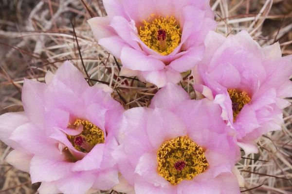 Utah, Canyonlands NP Hedgehog cactus flowers